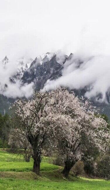 美丽的自然风光林芝西藏