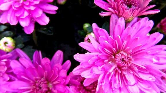 粉红色的花