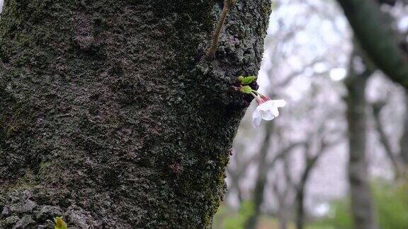 吉野樱花盛开的花瓣从樱桃树