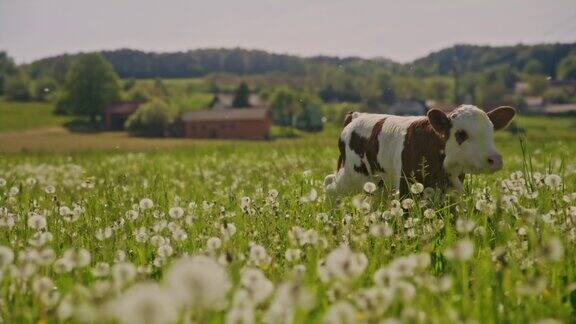 一头小牛在长满蒲公英的草地上奔跑