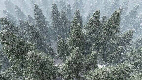 雪落杉树林高角度观