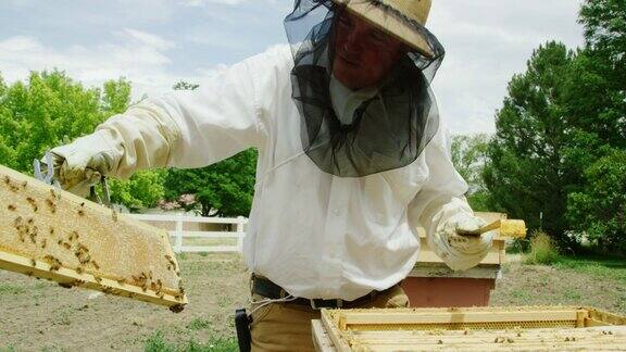 一个三十多岁的白种养蜂人戴着养蜂帽面纱和手套用一个框架握把一个框架从一个蜂巢移出户外
