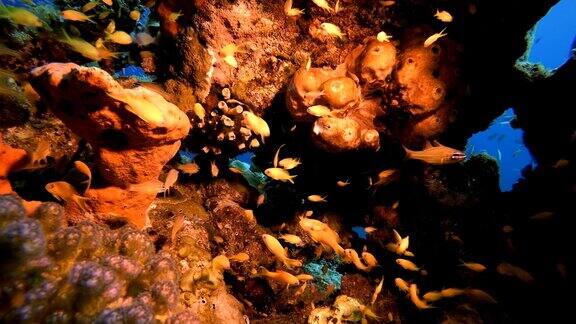 海底热带生物