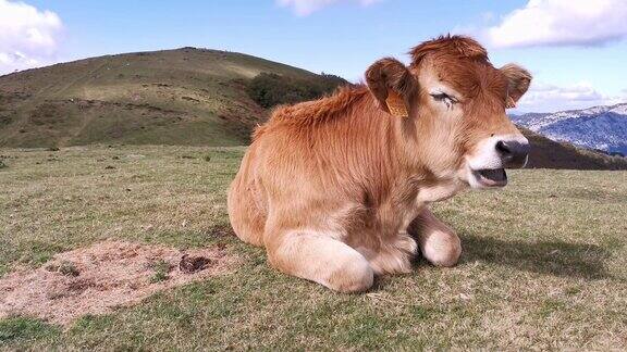 小牛在草地上晒太阳
