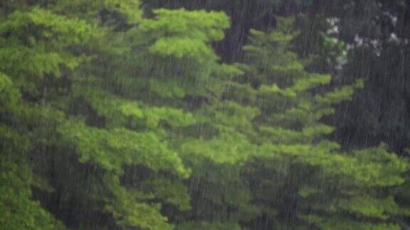 雨在绿色的室外背景上