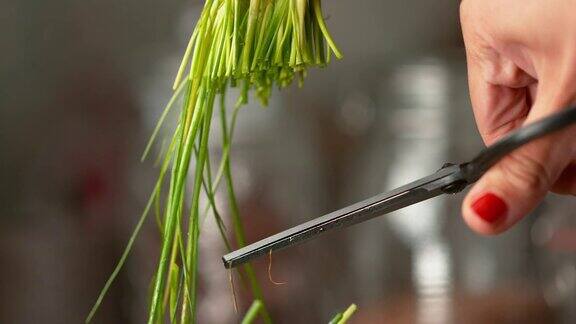 MACRODOF:一个不认识的女人用剪刀剪着长茎的有机韭菜