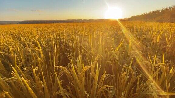 阳光下成熟的稻田