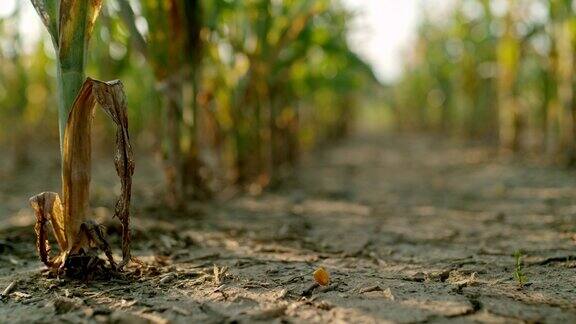 SLOMO玉米粒落在地里的泥土上