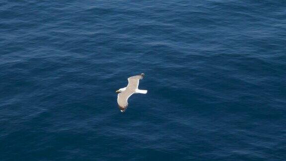 旅行的趋势两只海鸥在蓝天中飞翔海鸥在万里无云的高空飞翔鸟飞的高鸟儿飞着寻找昆虫或鱼在旺季度假完美的鸟类飞行