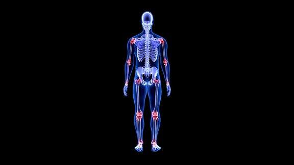 关节痛蓝色人体解剖体3D扫描渲染-旋转无缝循环