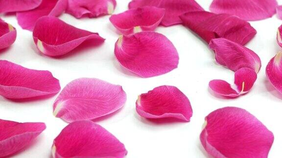 美丽浪漫的玫瑰花瓣