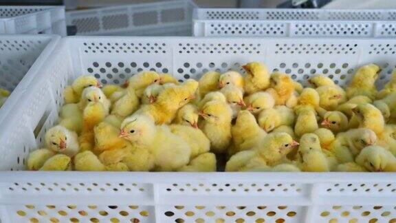 家禽农场的盒子里的小鸡可爱的黄色鸡在塑料容器里养鸡厂里毛茸茸的小鸡