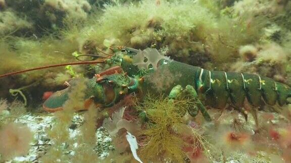 大西洋龙虾搜索