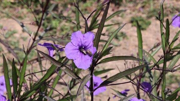一个片段的Ruellia单纯花紫色的花