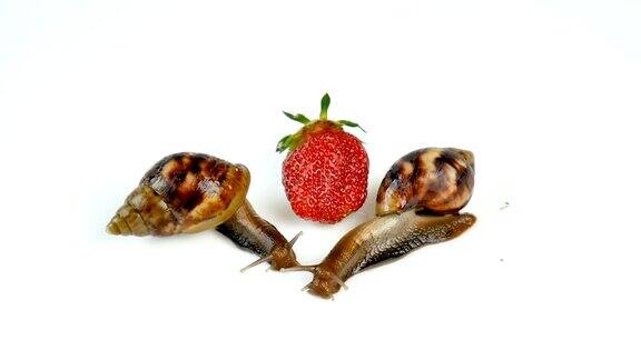 在白色的背景上两只阿哈蒂娜蜗牛在一个新鲜的草莓附近爬行