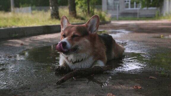 威尔士柯基犬在游泳池里玩木棍