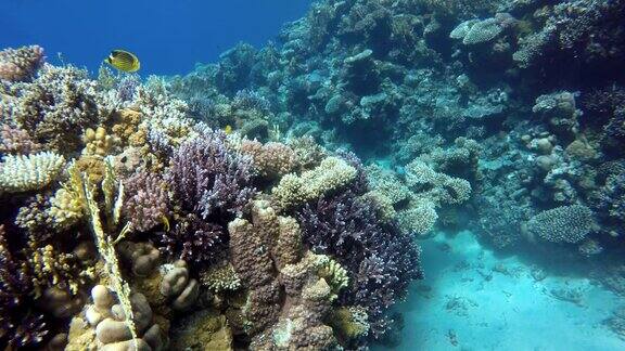 珊瑚礁热带鱼温暖的海洋和清澈的海水水下世界潜水和浮潜