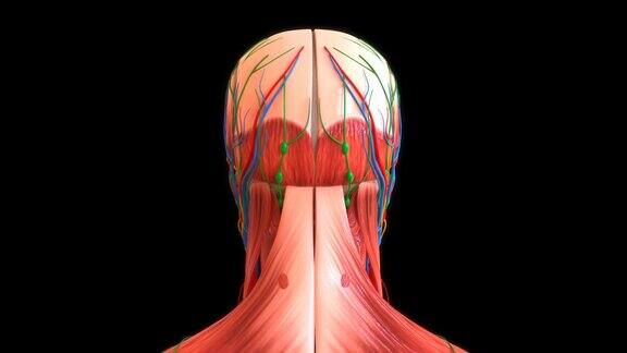 人体面部肌肉解剖医学概念3D循环动画