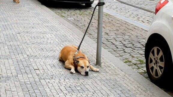 在捷克共和国布拉格的街道上一只被皮带拴着的大狗从人群的脚下经过一只孤独的狗在等它的主人