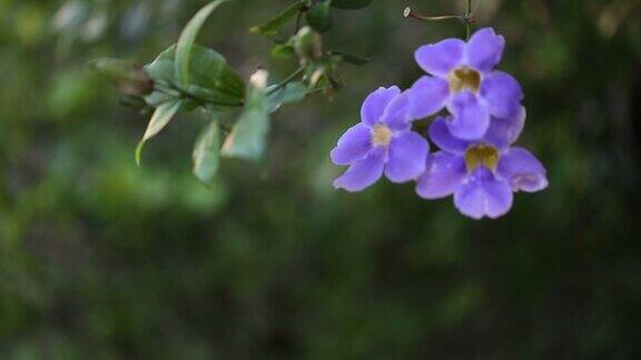 木匠蜜蜂