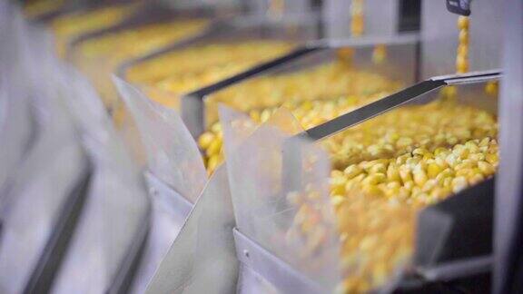 玉米加工厂机器筛选最佳质量的玉米产品