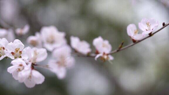 春天樱花盛开