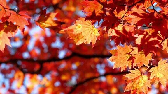 秋天树叶变了颜色