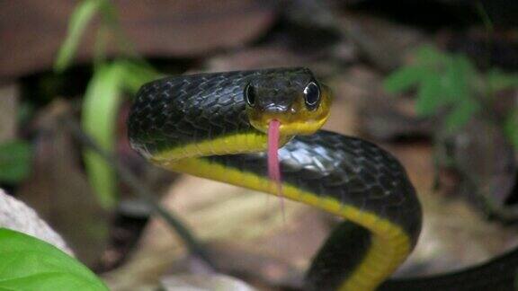 亚马逊鞭蛇