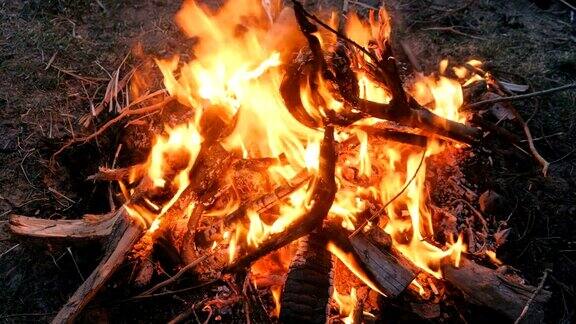 在森林里燃烧篝火的干枝特写