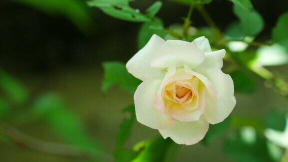 树上的小白玫瑰