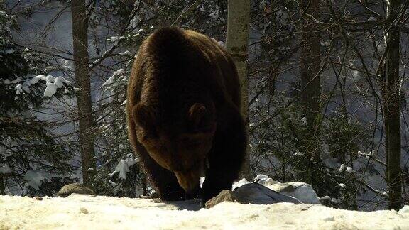 冬天的森林里有棕熊一只熊在雪地里吃东西