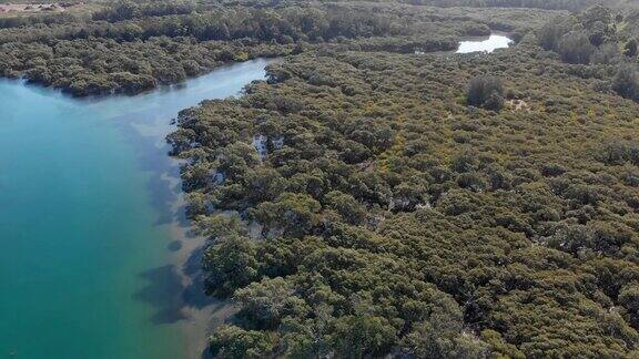 无人机拍摄沿海岸河流湿地的红树林