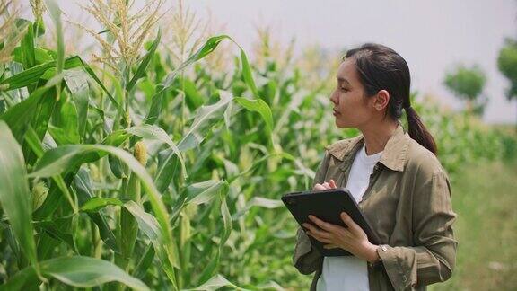 农民使用数码平板电脑智能农业