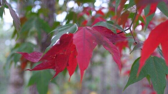 秋天的背景树上红红的枫叶