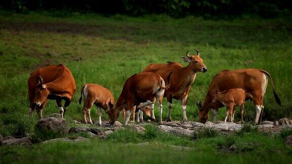 班腾(Bosjavanicus):产于东南亚的一种野生牛喝矿泉水Huaikhakheng野生动物保护区泰国自然世界遗产世界自然保护联盟濒危物种红色名录
