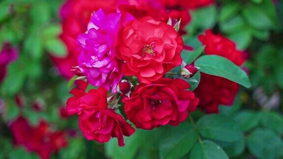 Floribunda花园玫瑰特写