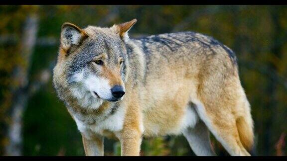 美丽的灰狼站在森林里观察的特写