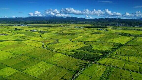 航拍的水稻谷物种植区