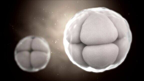 卵细胞卵裂的三维CG动画