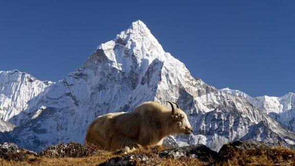 喜马拉雅山下的牦牛