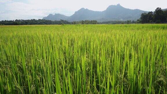 种植水稻田背山景观背景拷贝