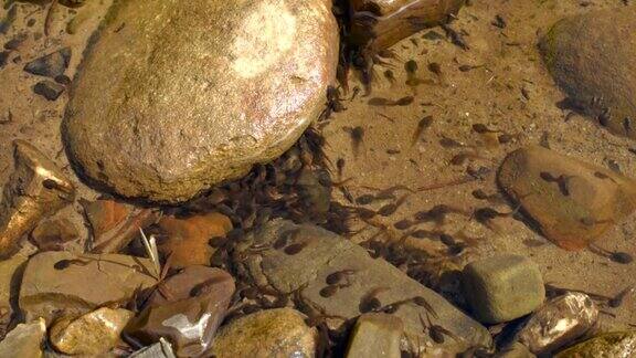 河边池塘里的蝌蚪