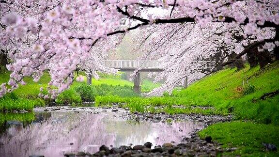 日本东京立川公园美丽的樱花