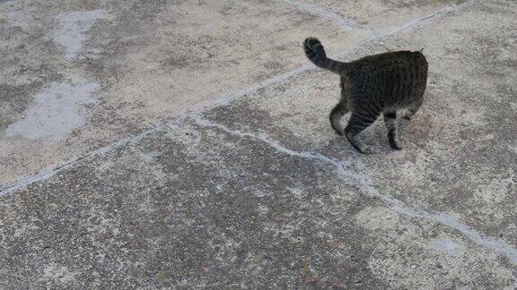 猫和狗是最好的朋友