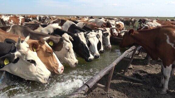 牛在草地上喝水