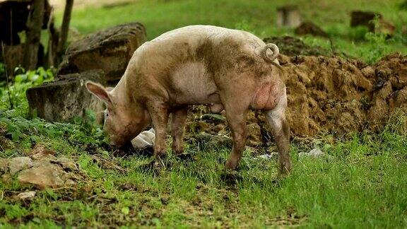 猪在绿色草地上吃根