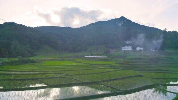 鸟瞰图水稻梯田与水反射绿色农田在农村山丘陵山谷帕邦平泰国清迈自然景观农作物的收成