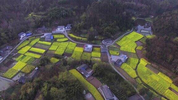 鸟瞰中国四川春日油菜籽花田和村庄的乡村景观