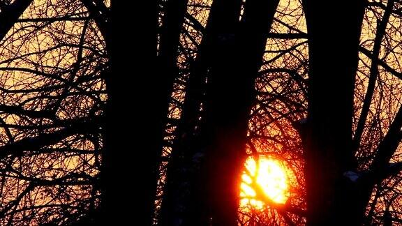时间随着冬日森林中的日落而流逝