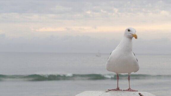 白色海鸥加利福尼亚太平洋海滩可爱的鸟近距离在海滨码头